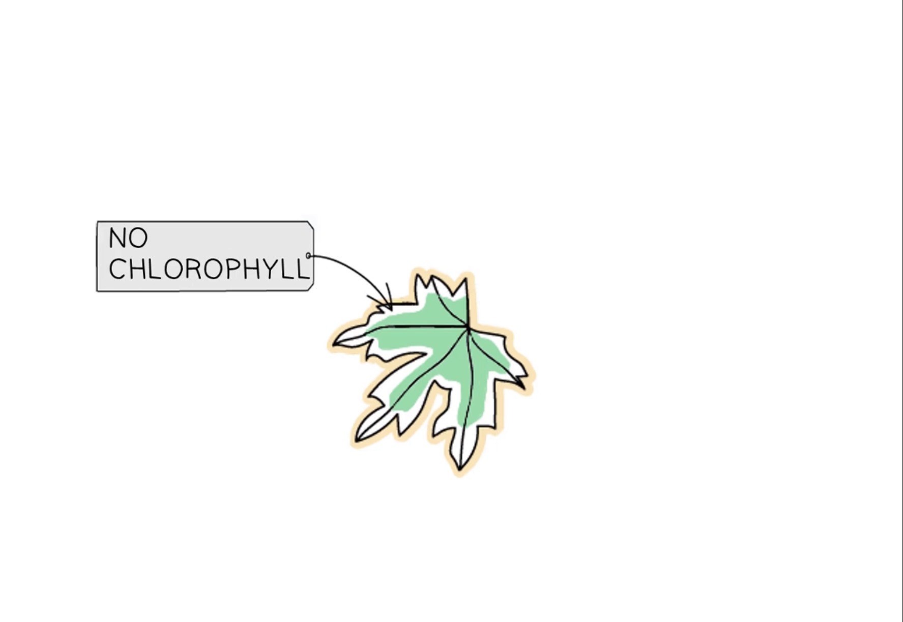 <p>How do you investigate the need for chlorophyll? </p>