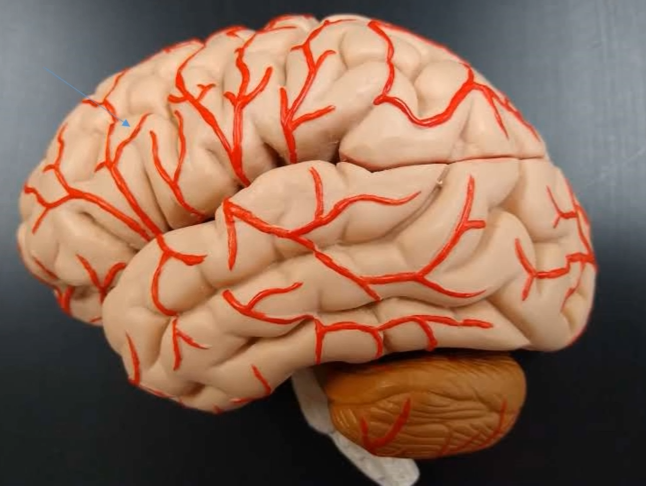 <p>What is the tan-ish color called?</p>