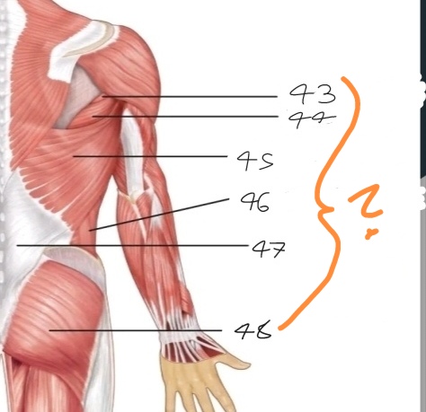 <p>What is No. 43-48?</p>