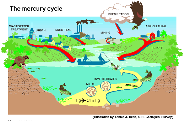 <p>It has high environmental toxicity</p>