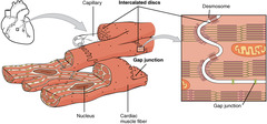 <p>desmosomes and gap junctions</p>