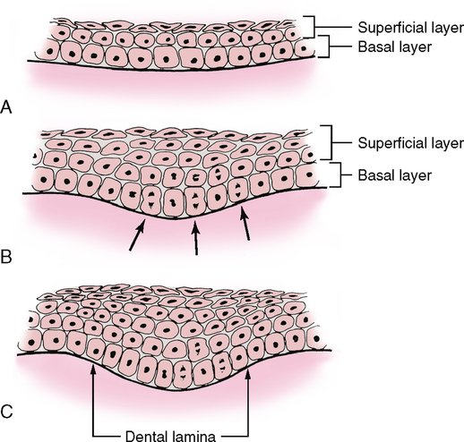 <p>Dental Lamina</p>