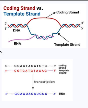 <p><strong>CODING STRAND (Sense strand)</strong></p>