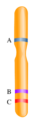 <p>CH 4: The genetic map shows the location of three genes on a chromosome. Order the gene pairs based on their likelihood of recombining from most likely to least likely to&nbsp;recombine.</p>