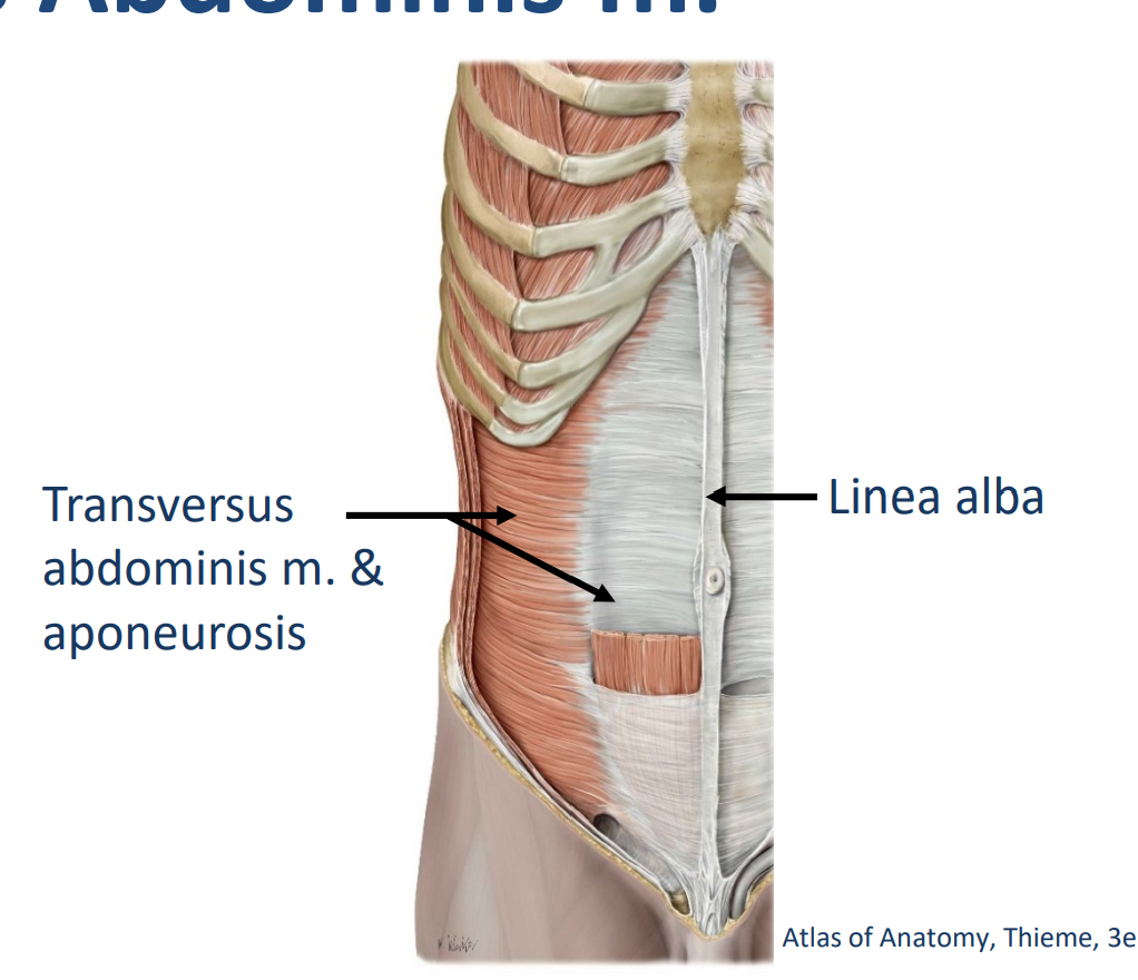 <p>Origin: Ribs, thoracolumbar fascia, ilium of pelvis</p><p>Insertion: Linea alba & pubic of pelvis</p><p>.</p><p>Innervation: <span style="color: yellow;"><strong>Intercostal nn.</strong></span> (ventral rami), <span style="color: rgb(160, 228, 255);"><strong>subcostal n. (T12 ventral ramus)</strong></span>, <span style="color: rgb(234, 123, 255);"><strong>ilioinguinal n.</strong></span> (L1 ventral ramus), <span style="color: rgb(250, 115, 33);"><strong>iliohypogastric n. </strong></span>(L1 ventral ramus)</p><p>.</p><p>Actions:</p><ul><li><p>Bilateral: compress and support abdominal viscera</p></li><li><p>Unilateral: <span style="color: yellow;"><strong>ipsilateral rotation of the trunk</strong></span></p></li></ul><p></p>