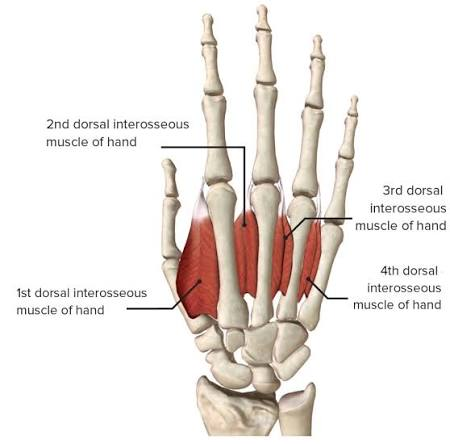 <ul><li><p>the dorsal interossei are short, bipennate intrinsic hand muscles found on the dorsal aspect of the hand occupying the space between the metacarpals, along with the palmar interossei</p></li><li><p>consist of 4 short muscles that attach to the adjacent sides of metacarpals 1-4</p></li><li><p>abduct digits 2-4 and assist in extension at the interphalangeal joints </p></li></ul><p></p><p>origin → adjacent sides of metacarpal bones 1-5</p><p>insertion → 1&amp;2: radial bases of proximal phalanges/extensor expansion of digits 2&amp;3</p><p>→ 3&amp;4: ulnar bases of proximal phalanges/extensor expansions of digits 3&amp;4</p><p>action → finger abduction and flexion at metacarpophalangeal joints 2-4, finger extension at interphalangeal joints 2-4</p><p>innervation → deep branch of ulnar nerve (C8-Th1)</p><p>blood supply → 1: first dorsal metacarpal artery (radial artery)</p><p>→ 2, 3, &amp;4: second, third, and fourth dorsal metacarpal arteries (dorsal carpal anastomosis)</p>