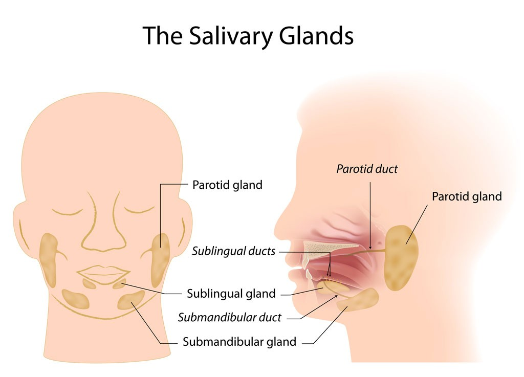 <p>Salivary Glands</p><ul><li><p>Parotid</p></li><li><p>Submandibular</p></li><li><p>Sublingual</p></li></ul><p>Tonsils</p><ul><li><p>Palatine tonsils</p></li><li><p>Lingual tonsils</p></li><li><p>Pharangeal tonsils</p></li></ul><p>Pharynx</p><ul><li><p>Nasopharynx</p></li><li><p>Oropharynx</p></li><li><p>Laryngopharynx</p></li></ul><p></p>