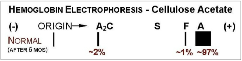 <ul><li><p><span style="background-color: transparent;">Detects and quantitates both normal and abnormal Hgb types</span></p></li></ul><ul><li><p><span style="background-color: transparent;">Useful for Thalassemias and Hemoglobinopathies</span></p></li></ul><p></p>