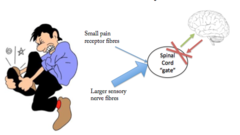 <p>the theory that the spinal cord contains a neurological "gate" that blocks pain signals or allows them to pass on to the brain. The "gate" is opened by the activity of pain signals traveling up small nerve fibers and is closed by activity in larger fibers or by information coming from the brain.</p>