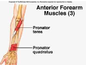 <p>Pronator teres and pronator quadratus</p>