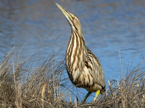 <p>Common:</p><p>Order:</p><p>Family:</p>