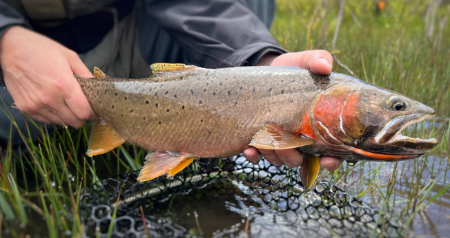 <p>Oncorhynchus clarkii utah</p><p>native</p><p>dark olive to brown coloration on backside with yellowish-cream and grey on side, typically has dark black spots that are more uniformly arranged, less spotting towards tail</p>