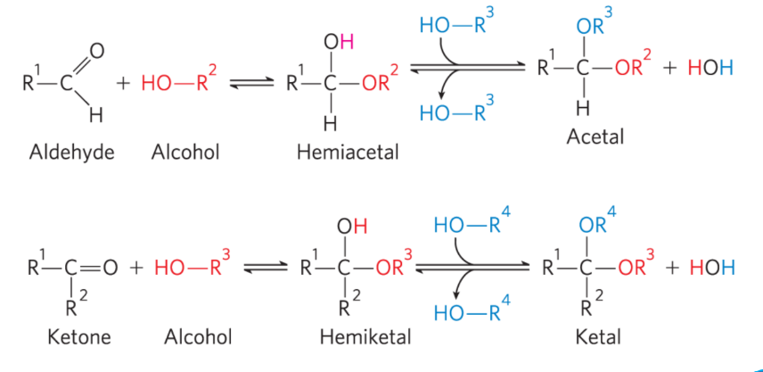 <p>Formation of Hemiacetals or Hemiketals </p>