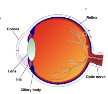 <p>Cornea</p>