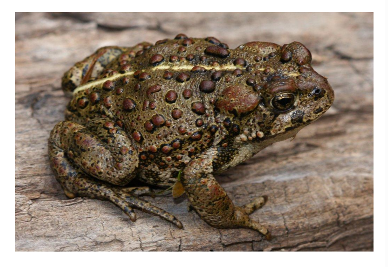<p>name this animal</p>