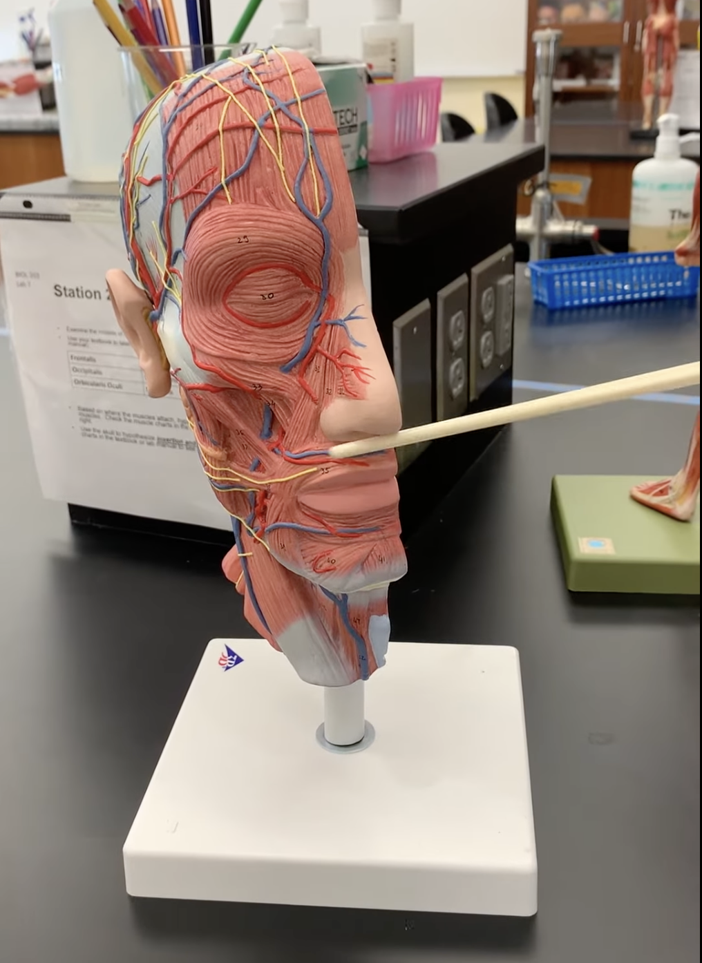<p>Orbicularis Oris</p>