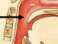 <p>Common tube for air and food; continues on as the esophagus once it passes the larynx (very posterior in body)</p>