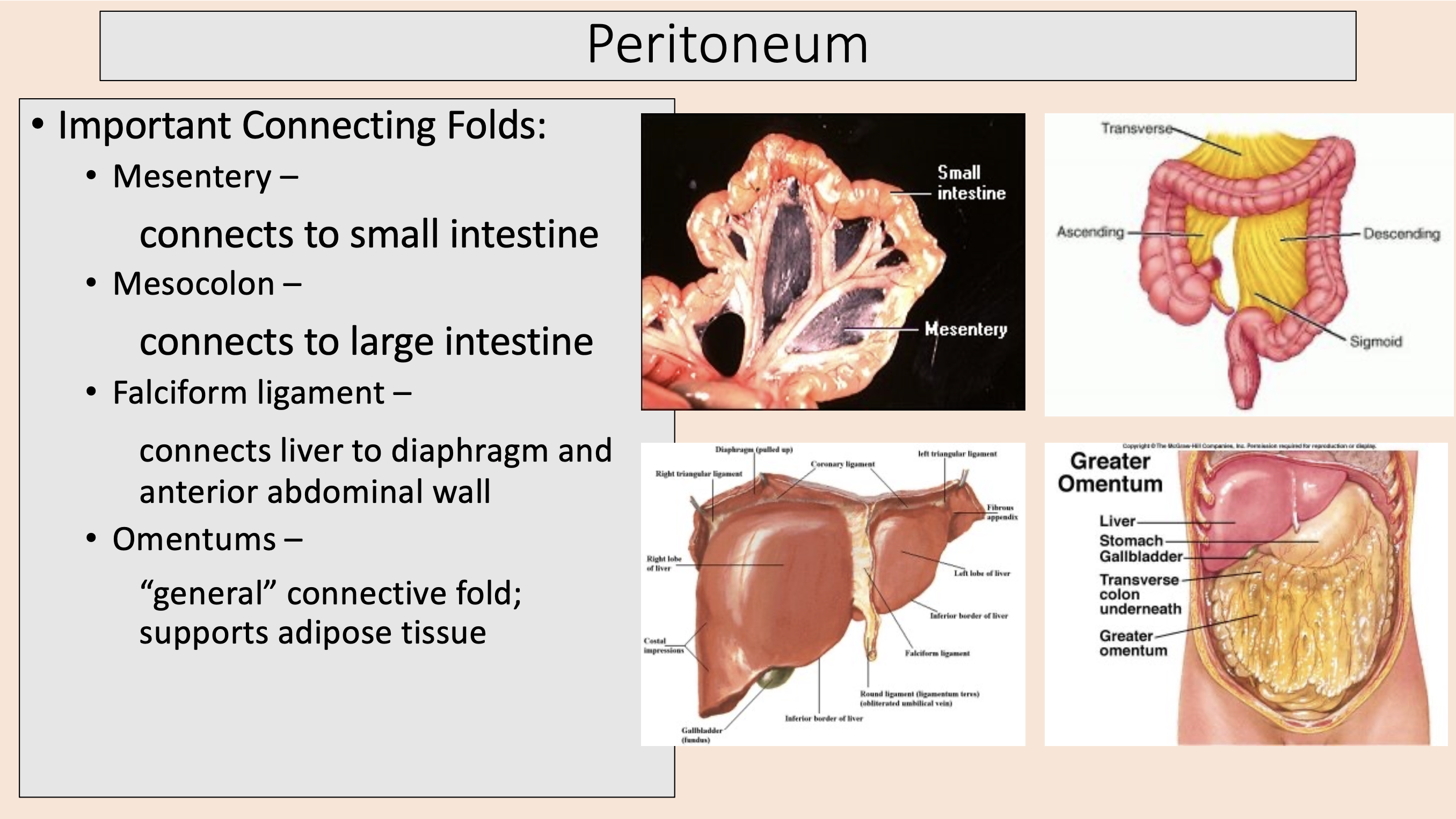 <p><span>mesentery</span></p><p><span>mesocolon</span></p><p><span>falciform ligament</span></p><p><span>omentums</span></p>