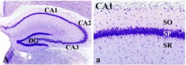 <p>basic dye, stains neuron cell bodies (rER in cell body of nucleus)</p>