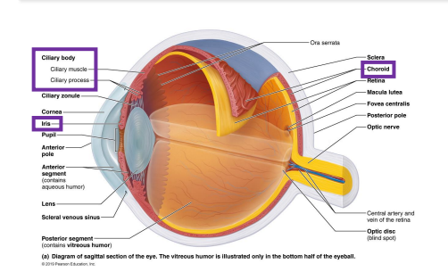 <ul><li><p>choroid → highly vascularized posterior region, contains melanin to prevent the scattering of light</p></li><li><p>ciliary body → encircles lens</p><ul><li><p>ciliary muscle → intrinsic muscle that controls lens shape</p></li><li><p>ciliary processes → contain capillaries from which aqueous humor is filtered</p></li><li><p>zonules → fibers extended from ciliary process to hold the lens upright</p></li></ul></li><li><p>Iris → pigmented smooth muscles that regulate diameter of pupil </p><ul><li><p>sphincter pupillae → contract to constrict the pupil (close vision and bright light) </p></li><li><p>dilator pupillae → contracts to dilate the pupil (distant vision and dim light) </p></li></ul></li></ul><p></p>