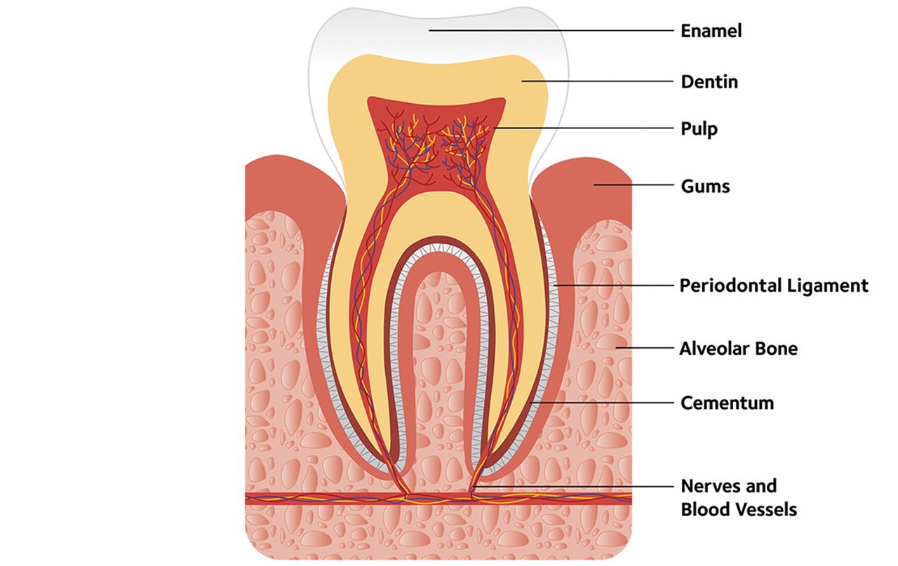 <p>Periodontal ligament</p>