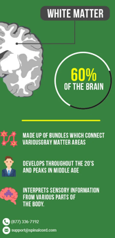 <p>Most of brain mass, surrounded by gray matter, myelinated axons of neurons</p>
