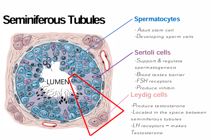 <p>(1) spermatocytes</p><ul><li><p>adult stem cells → itself +daughter cell when divide</p></li><li><p>dvlp sperm cells</p></li></ul><p></p><p>(2) sertoli cells</p><ul><li><p>support &amp; reg spermatogenesis → build micro enviro</p></li><li><p>FSH receptors</p></li><li><p>make inhibin → inhibit release of gonadotropin</p></li><li><p>blood testes barrier → tight junctions w sertoli cells</p></li></ul><p></p><p>(3) leydig cells</p><ul><li><p>make testerone → reg sprm pxdtn</p></li><li><p>inbtwn seminferous tubules</p></li><li><p>LH receptors</p></li></ul><p></p><p>(4) lumen → internal empty space that sperm travel toward</p>