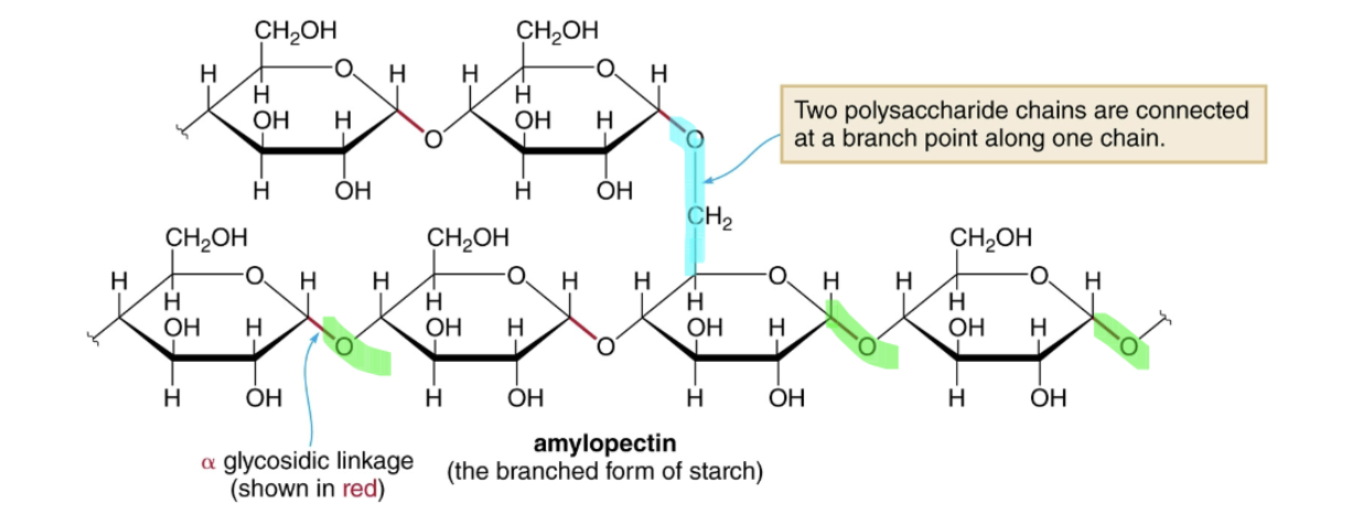 <p> <strong>branched</strong> <strong>(</strong>has side chains extending off main backbone) polymer</p><p></p>