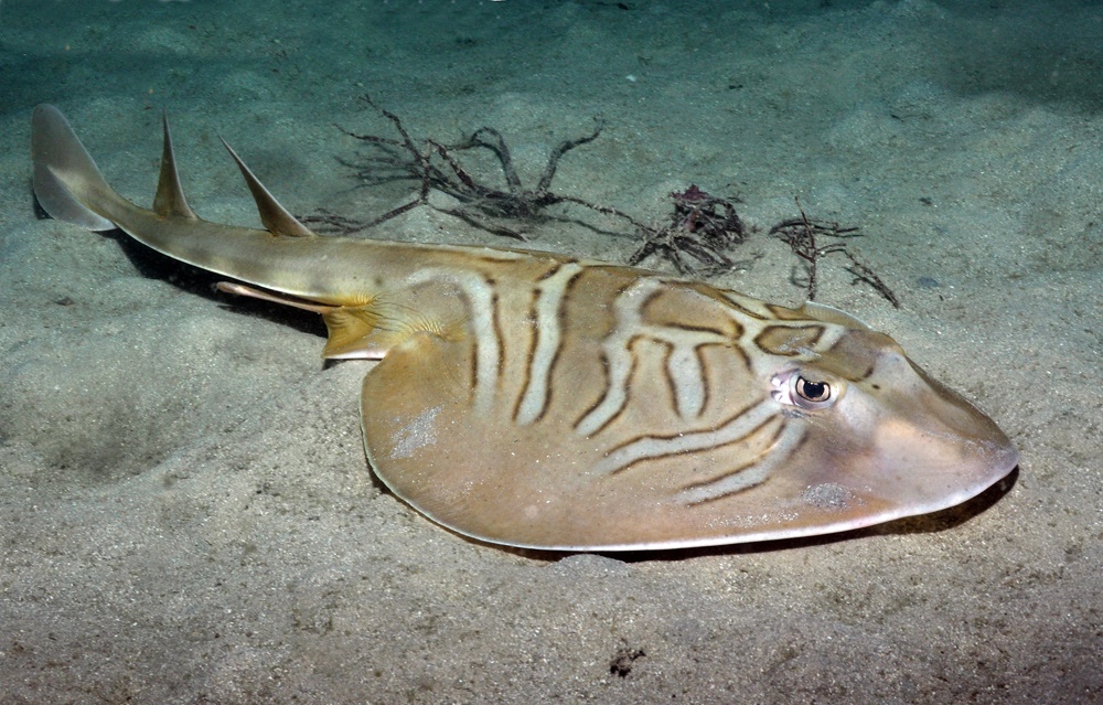 <p>Fiddler rays</p><p>(Trygon: “Sting ray”</p><p>Rhinos: “Nose”)</p><p>Includes: Fiddler ray</p><p>*Found in west wing</p>