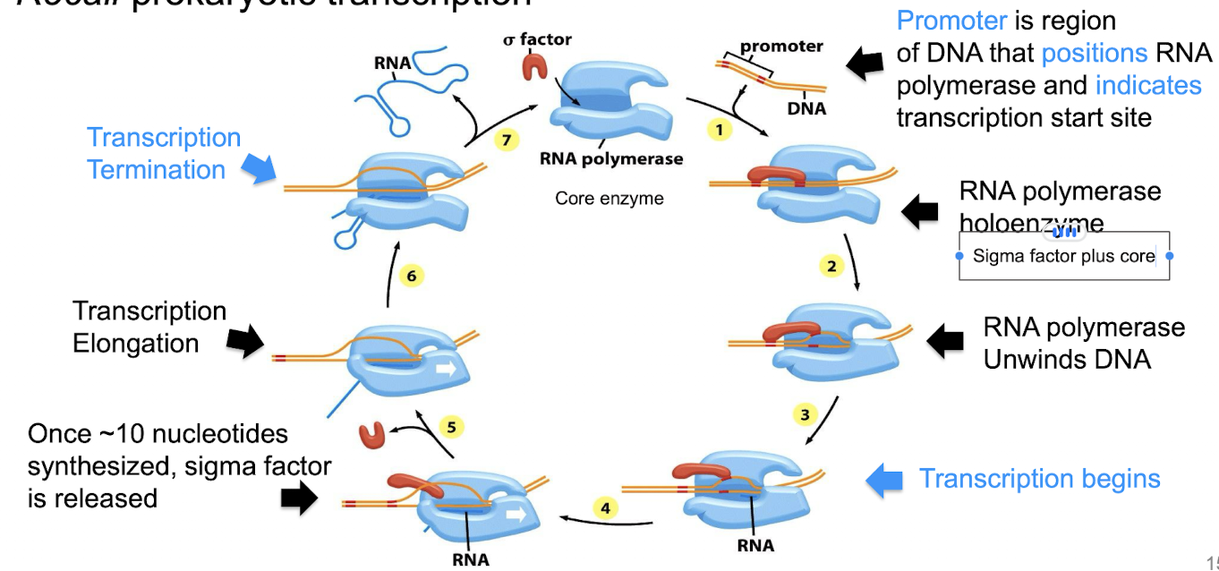 <ul><li><p>RNa polymerase zore enzyme</p></li><li><p>promoter is region of DNA positions the polymerase and indicates the transcription start site</p><ul><li><p>Indicate, is not included in the start site</p></li></ul></li><li><p>Forms the RNA polymerase holoenzyme </p></li></ul><p></p>