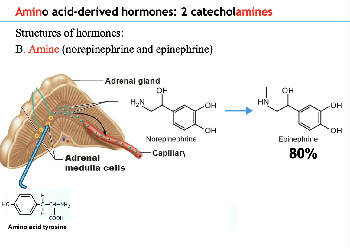 <p><strong>Catecholamines</strong> are hormones <strong>derived from an amino acid (tyrosine)</strong> and are secreted by the <strong>adrenal medulla</strong>.</p><p><strong>Epinephrine</strong></p><ul><li><p>~<strong>80% of adrenal medulla secretion</strong></p></li><li><p><strong>Main catecholamine hormone</strong></p></li><li><p><strong>AS A NEUROTRANSMITTERS - norepinephrine is more abundent. <mark data-color="#NaNNaNNaN" style="color: inherit;">HORMONE = EPINEPRHINE</mark></strong></p></li><li><p>Affects <strong>metabolism</strong> and <strong>cardiovascular function</strong></p></li></ul><p><strong>Norepinephrine (NE)</strong></p><ul><li><p>Mainly affects <strong>cardiovascular function</strong></p></li><li><p><strong>Does NOT significantly affect metabolism</strong></p></li></ul><p><strong>Key idea:</strong><br><strong>Epinephrine is the only catecholamine hormone that significantly regulates metabolism during exercise.</strong></p>