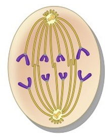<p>What phase of Mitosis is this?</p>