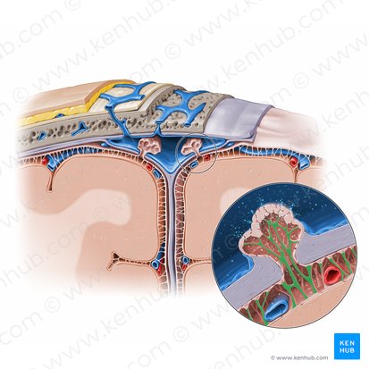 <p>What are arachnoid trabeculae?</p>