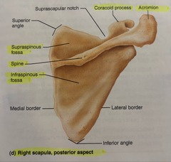 <p>shoulder blade</p>