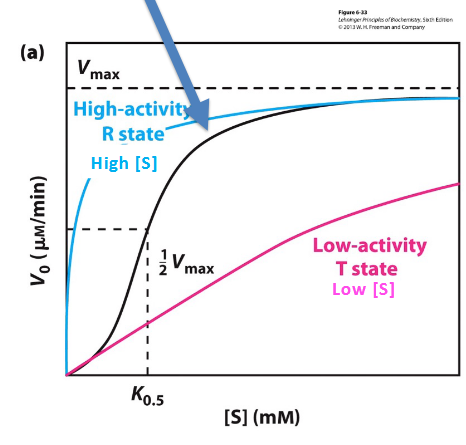 <p>an increase in either substrate promotes shift from T→ R state yielding sigmoidal kinetics</p><ul><li><p>similar to cooperative binding, the sigmoidal kinetics is due to the combination of two distinct kinetics as a function of [S]</p></li></ul><p></p>