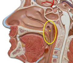 <p>họng</p>