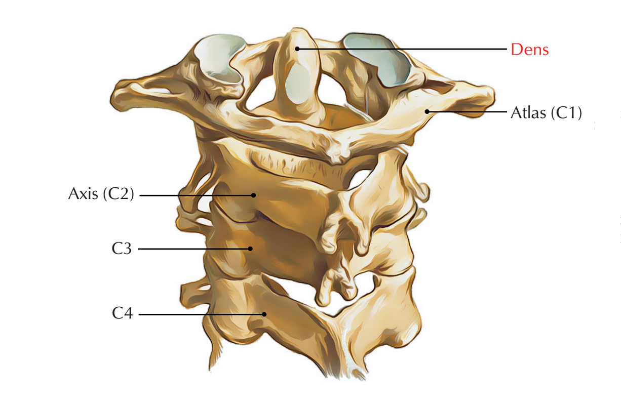 <p>A prominent tooth-like vertical process projecting superiorly from the body of the axis ($$C2$$) vertebra, articulating with the atlas ($$C1$$) to allow head rotation.</p>