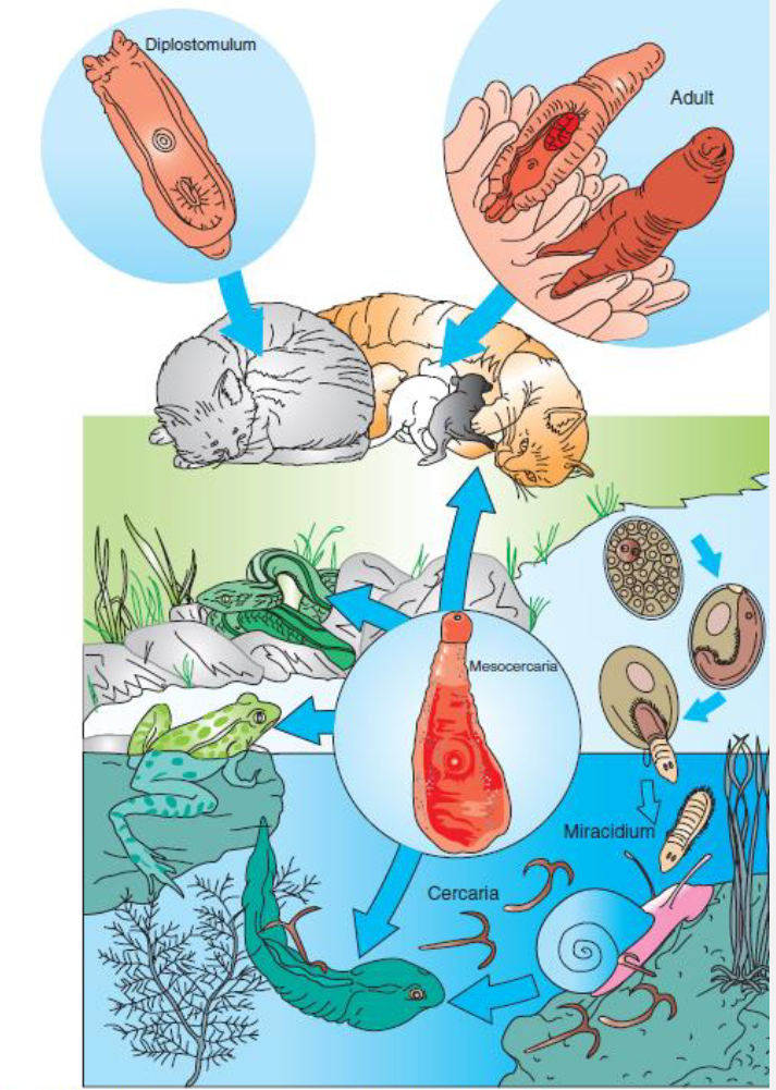 <p>Eggs passed in feces hatch in water</p><p><span style="color: blue;">Infect Snail</span></p><p><span style="color: blue;">Exit and penetrate <strong>tadpoles</strong>, develop to mesocercariae (unencysted metacercariae)</span></p><p><span style="color: blue;">Mesocercariae can be passed to frogs, snakes or mice that eat the tadpoles</span></p><p><span style="color: blue;">Definitive host (dogs, cats) ingest mesocercariae in intermediate host, develop to metacercariae in<strong> lungs, then coughed up and swallowed </strong>to mature to adult in intestine</span></p>