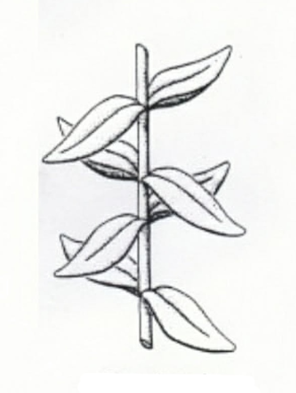 <p>Opposite and Decussate </p>