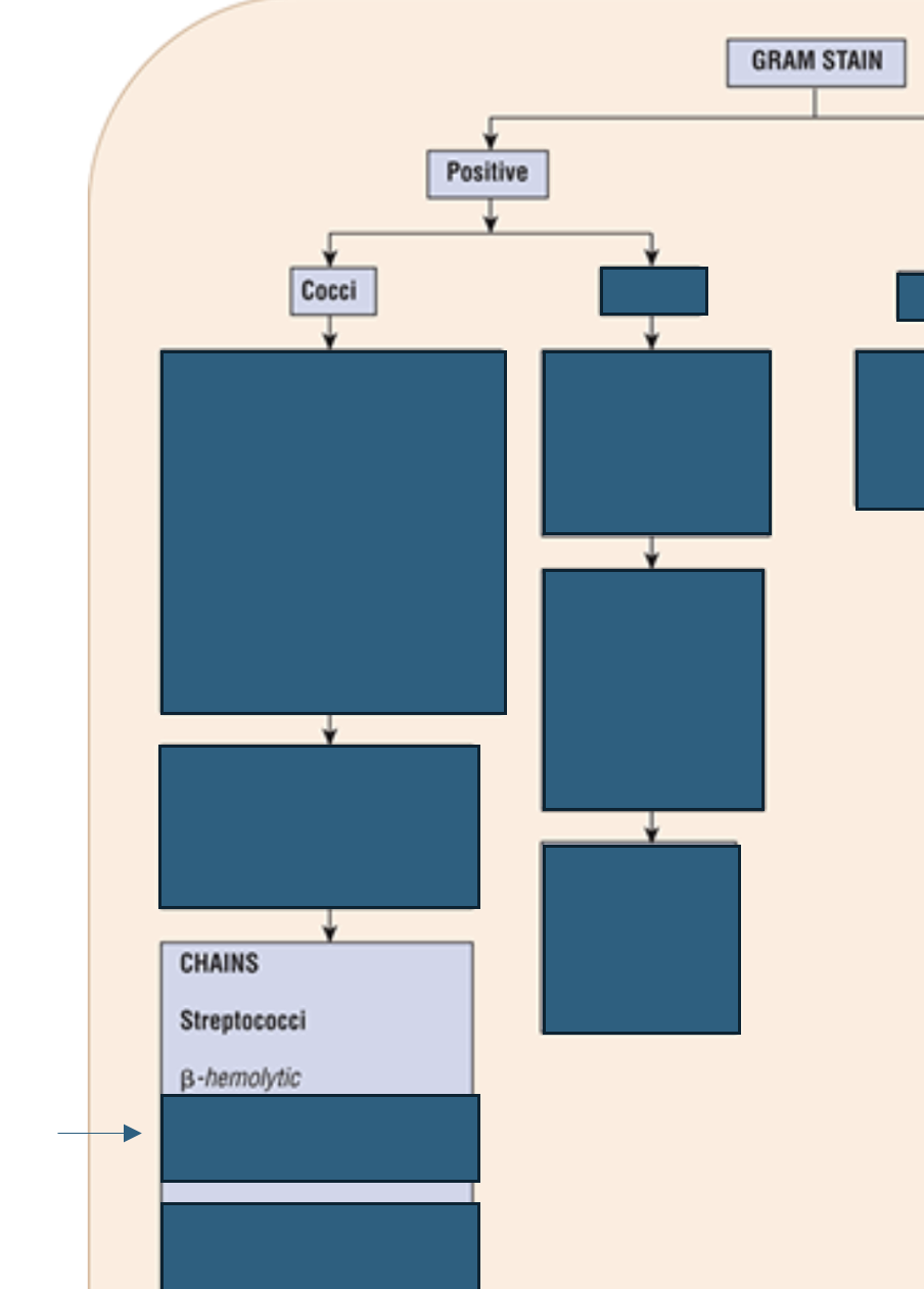 <p>Which Streptococci are <strong>beta-hemolytic?</strong></p>