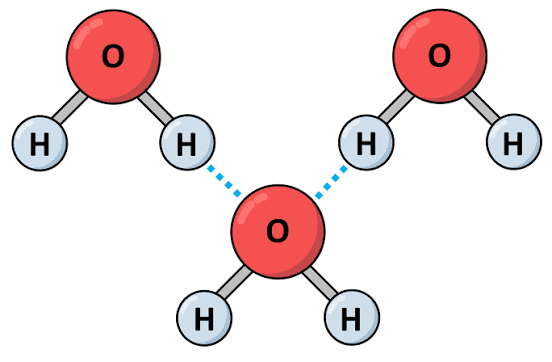 <p>the negative <strong>oxygen </strong>end of one water molecules is attracted to the positive <strong>hydrogen </strong>end of another water molecule </p>