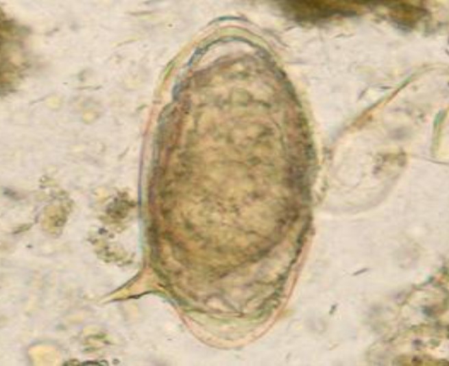 <p>Name, specimen</p>