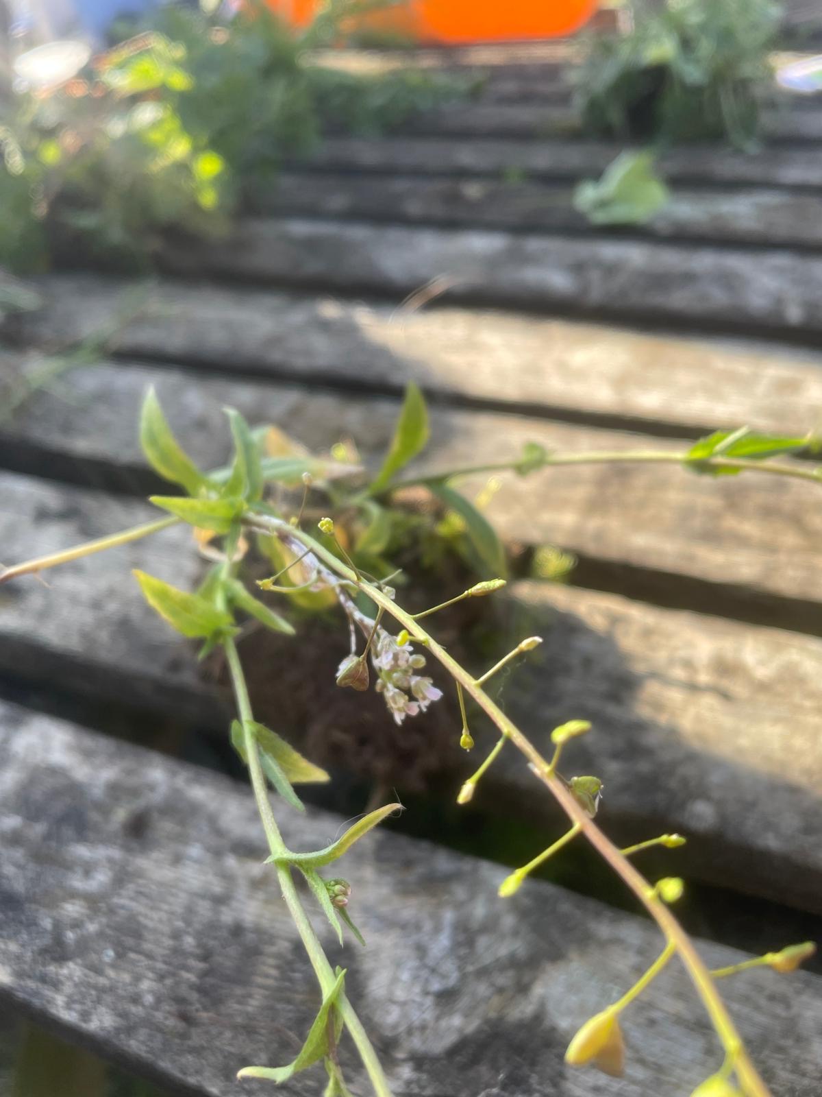 <p>Capsella bursa-pastoris hardiness</p>
