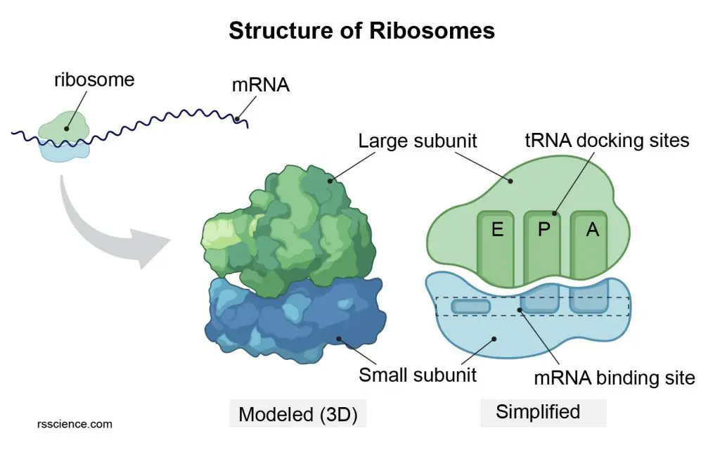 <p>the larger part of the ribosome that contains the sites where tRNAs interact and peptide bonds are formed</p>