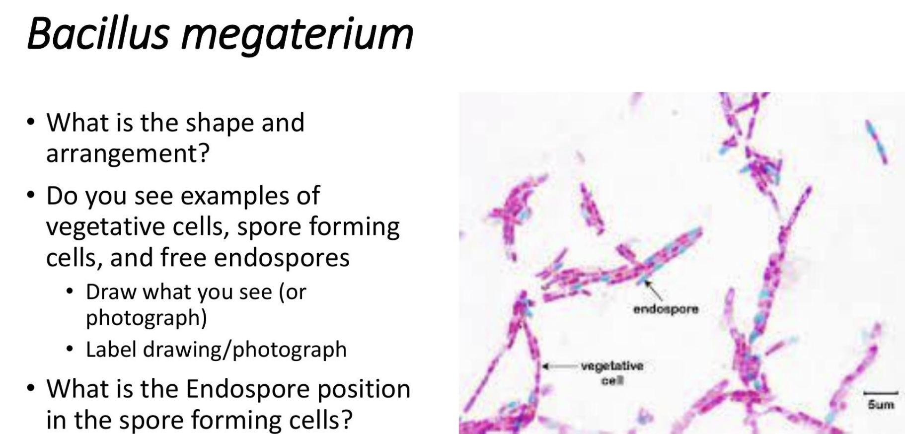 <p>bacillus megaterium</p>