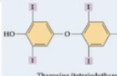 <p>structural class of hormones</p><ol start="3"><li><p><strong><u>amine hormone</u></strong></p></li></ol><ul><li><p>modified single amino acids; e.g. ___, melatonin, thyroxine</p></li><li><p>hybrid</p></li><li><p>most bind to receptors on target cell membrane</p></li><li><p>can act as both long acting and short acting</p><ul><li><p>LONG acting act like ____; eg thyroid horones</p></li><li><p>SHORT acting act like ___; eg catecholamines</p></li></ul></li><li><p></p></li></ul><p></p>