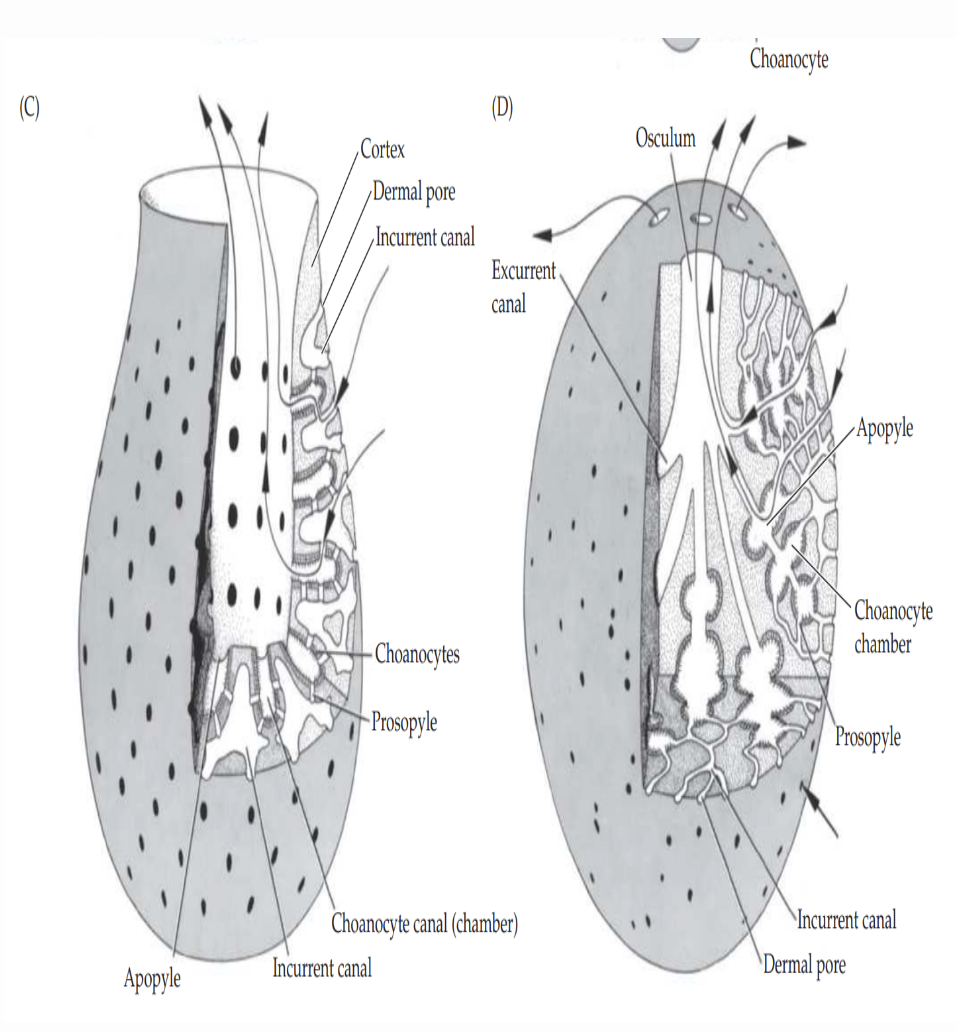 <p>What is water flow in a leuconoid sponge?</p>
