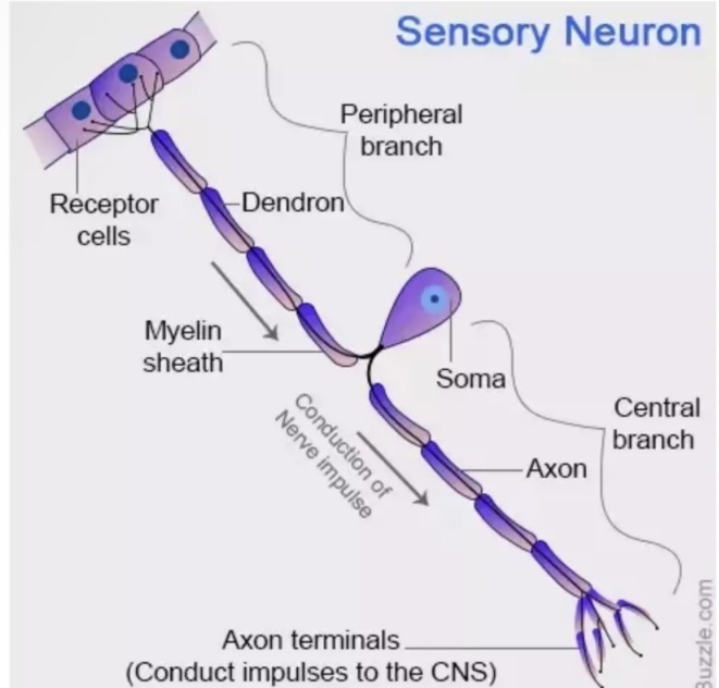 <ul><li><p>Transmit impulses from receptors in sense organs or the skin to other neurons in the central nervous system.</p></li><li><p>Most sensory neurons are unipolar but some are bipolar e.g. eye, ear and nose.</p></li></ul><p></p>