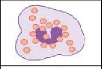<p>Kills tumors and virus infected cells. Circulates in the blood and migrates into tissues.</p>