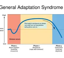 <p><span>body’s three-stage physiological response to prolonged stress, consisting of alarm, resistance, and exhaustion</span></p><p></p>